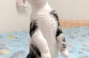 娱乐圈吃瓜猫咪是谁,揭秘网络红人的幕后故事